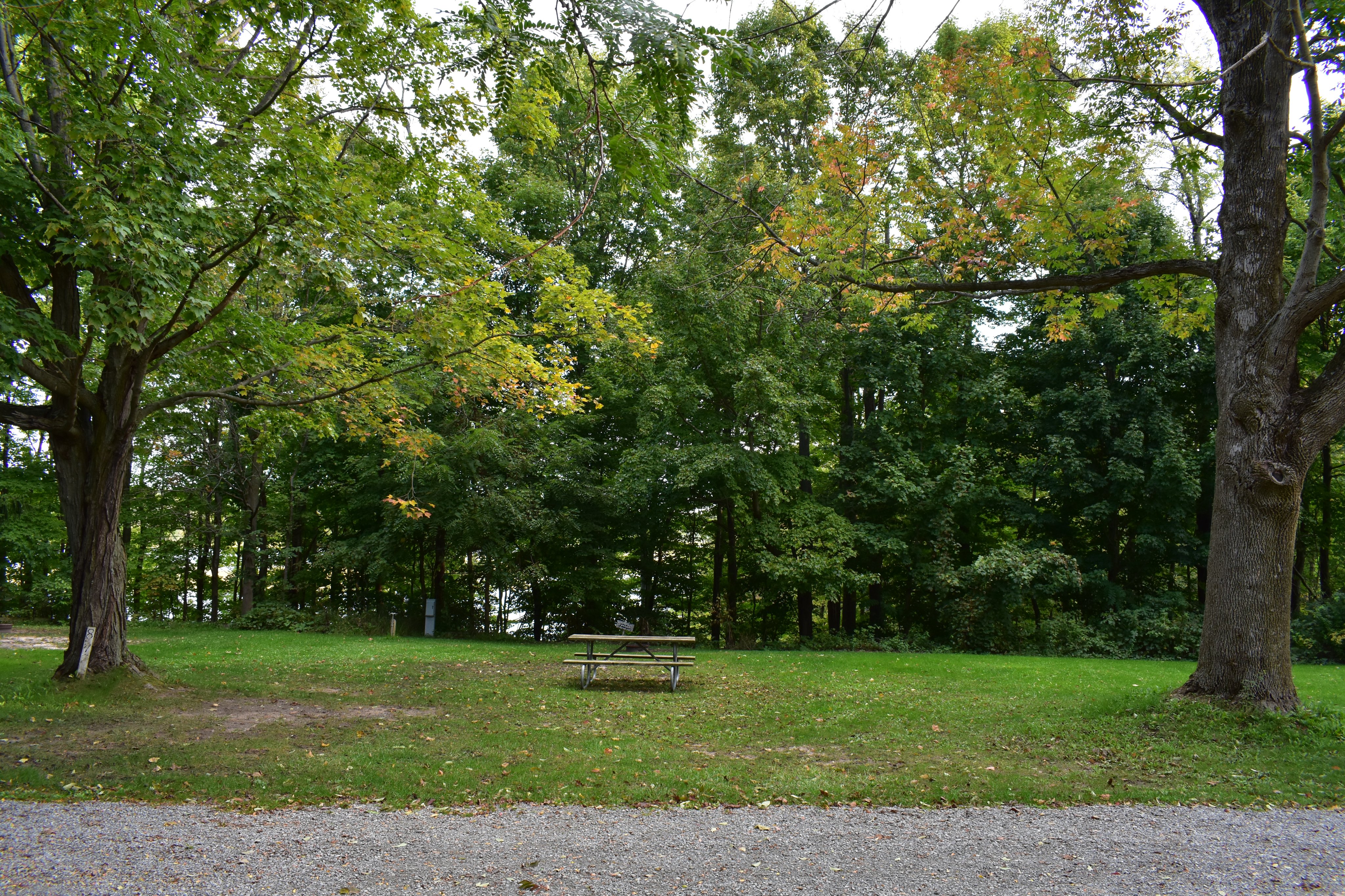 Large shaded campsite number 8 with a picnic table beneath mature trees
