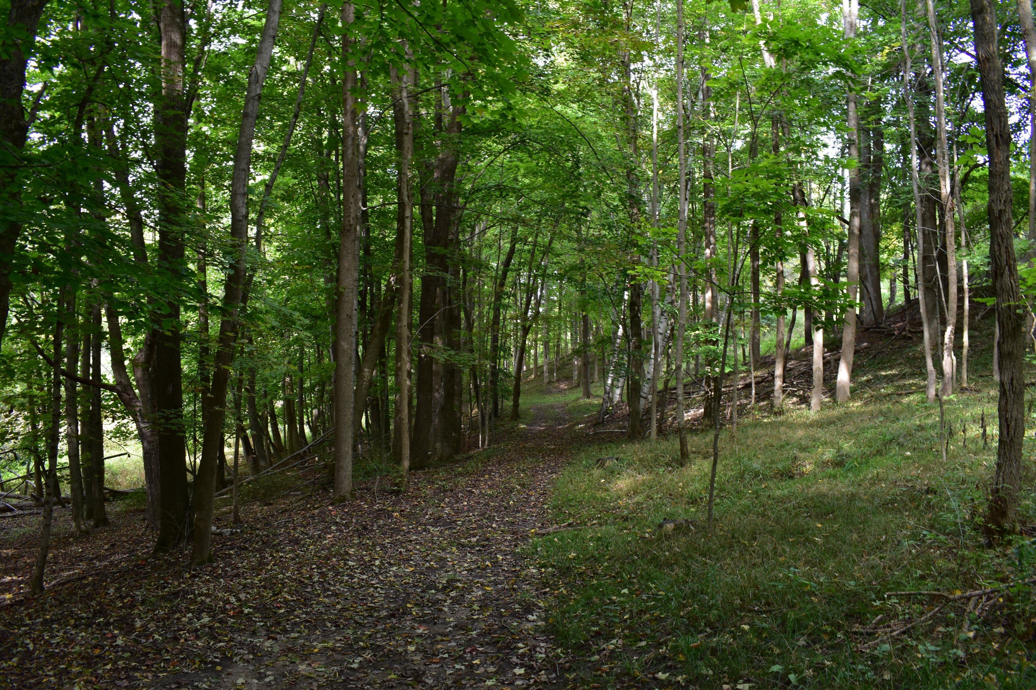 Peaceful walking trail through tall campground trees